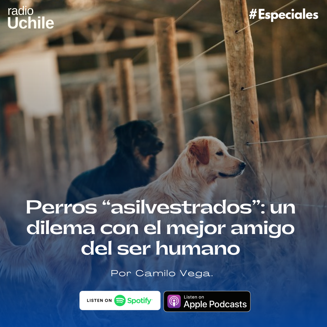 Perros “asilvestrados”: un dilema con el mejor amigo del ser humano episode artwork